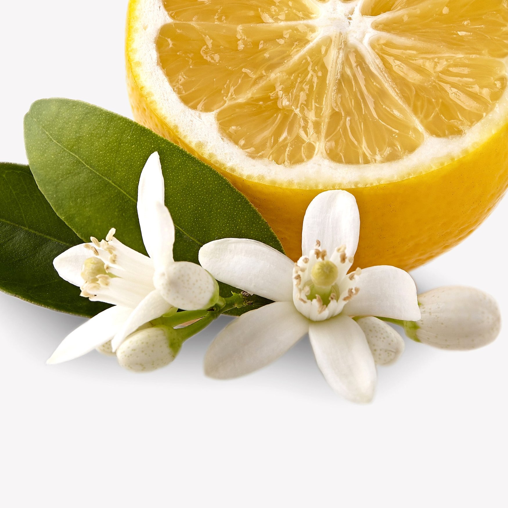 Цветы мандарина