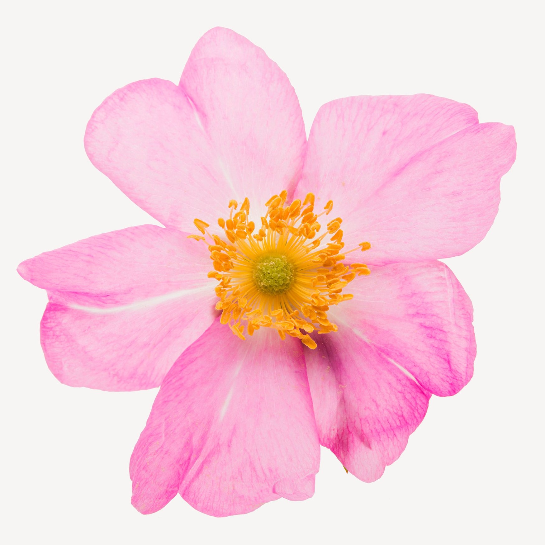 Шиповник собачий