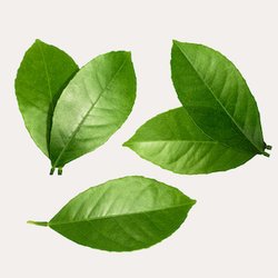 Листья цитрусовых