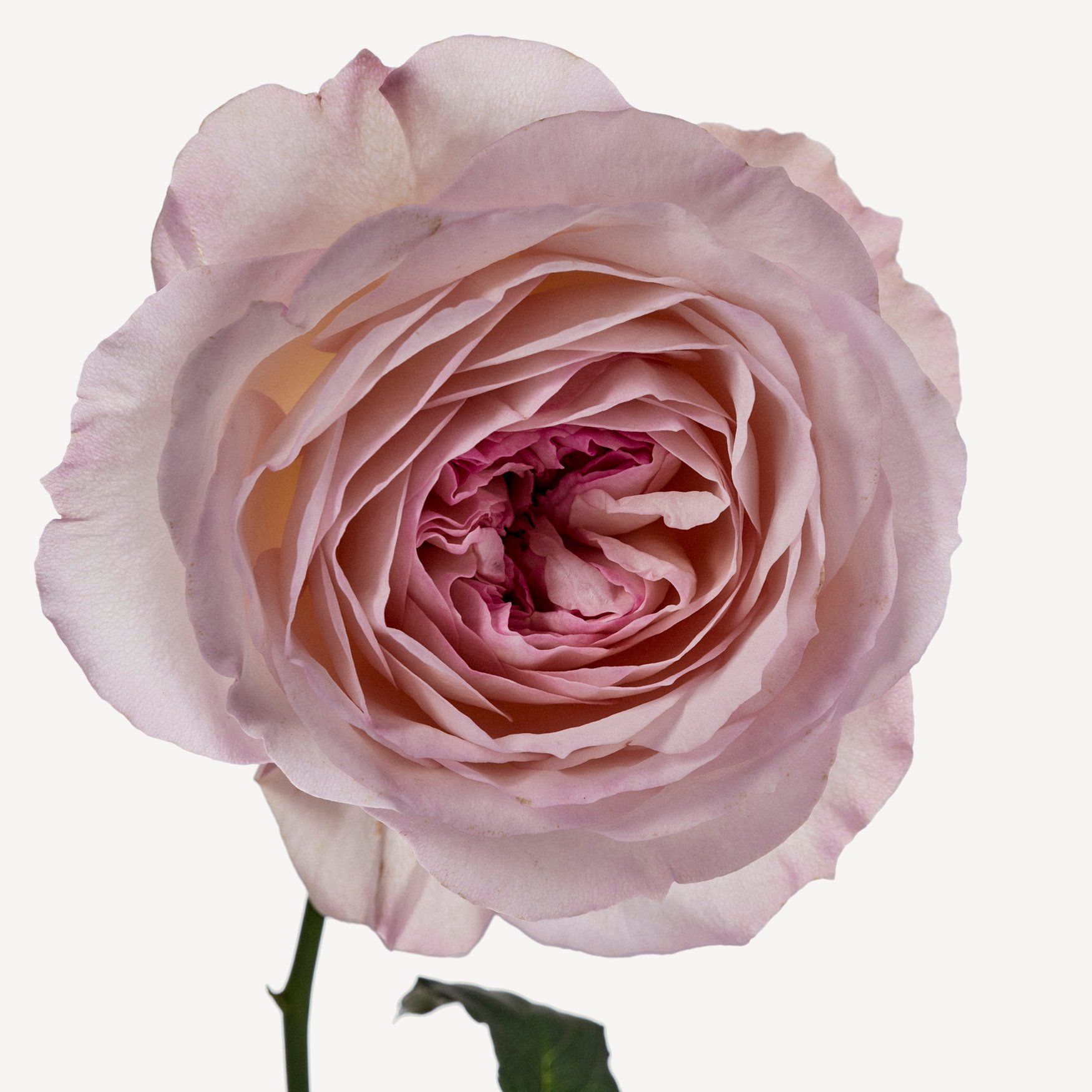 Грасская роза