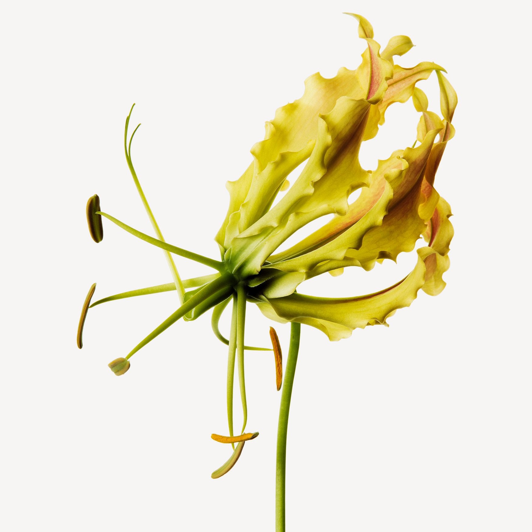 Иланг-иланг (Мадагаскар)