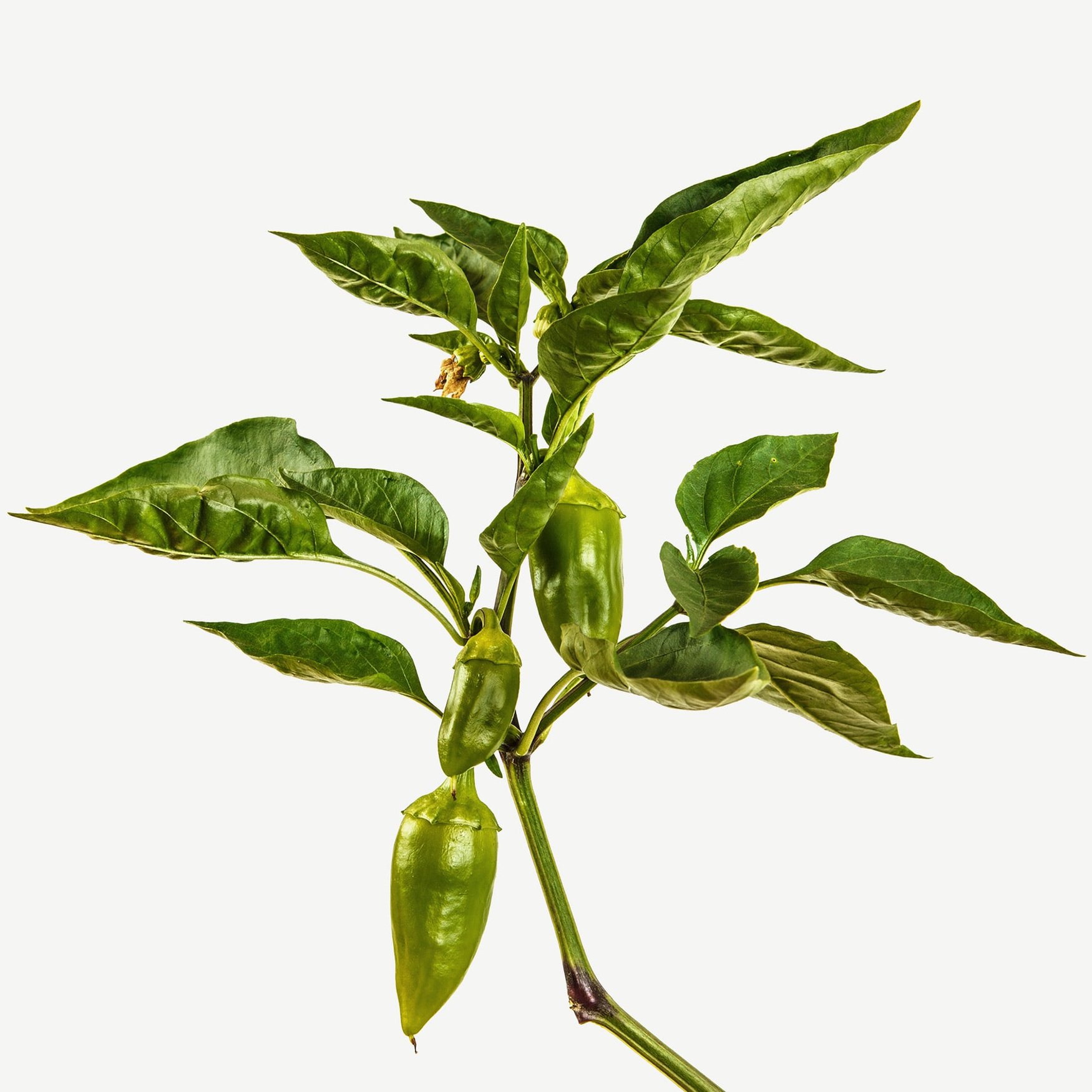 Листья пимента