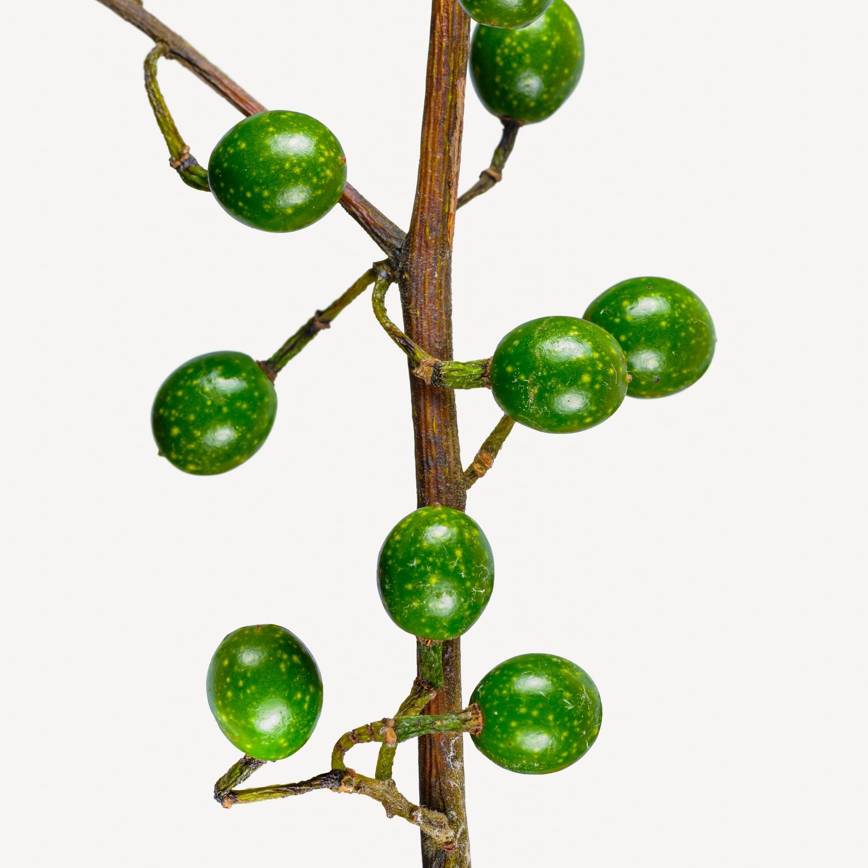 Литцея кубеба