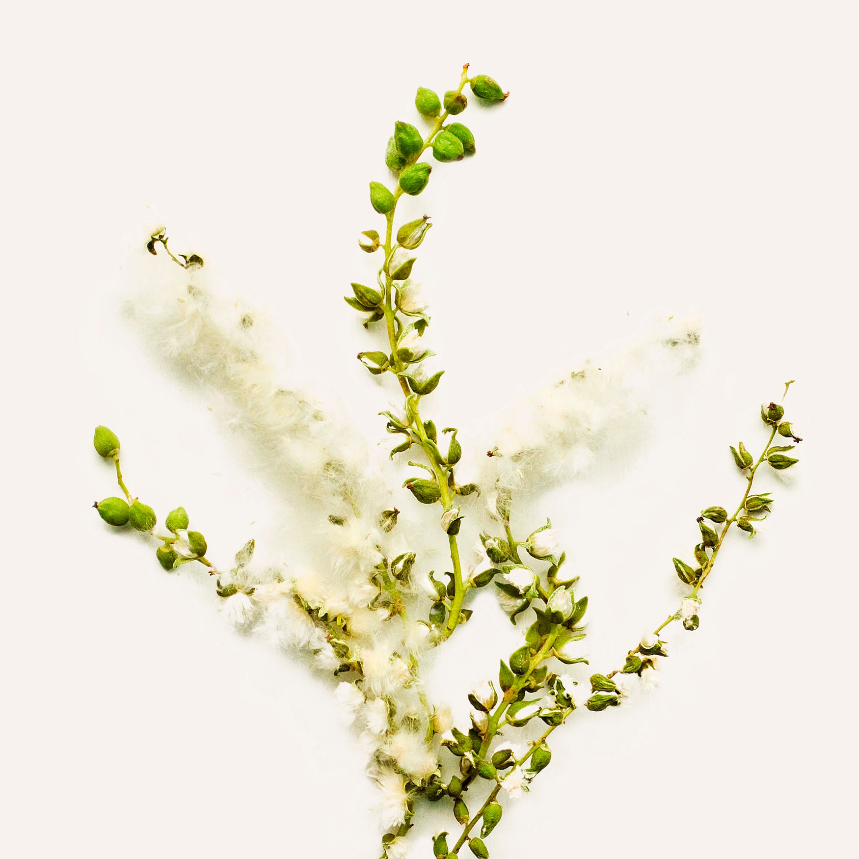 Почки тополя