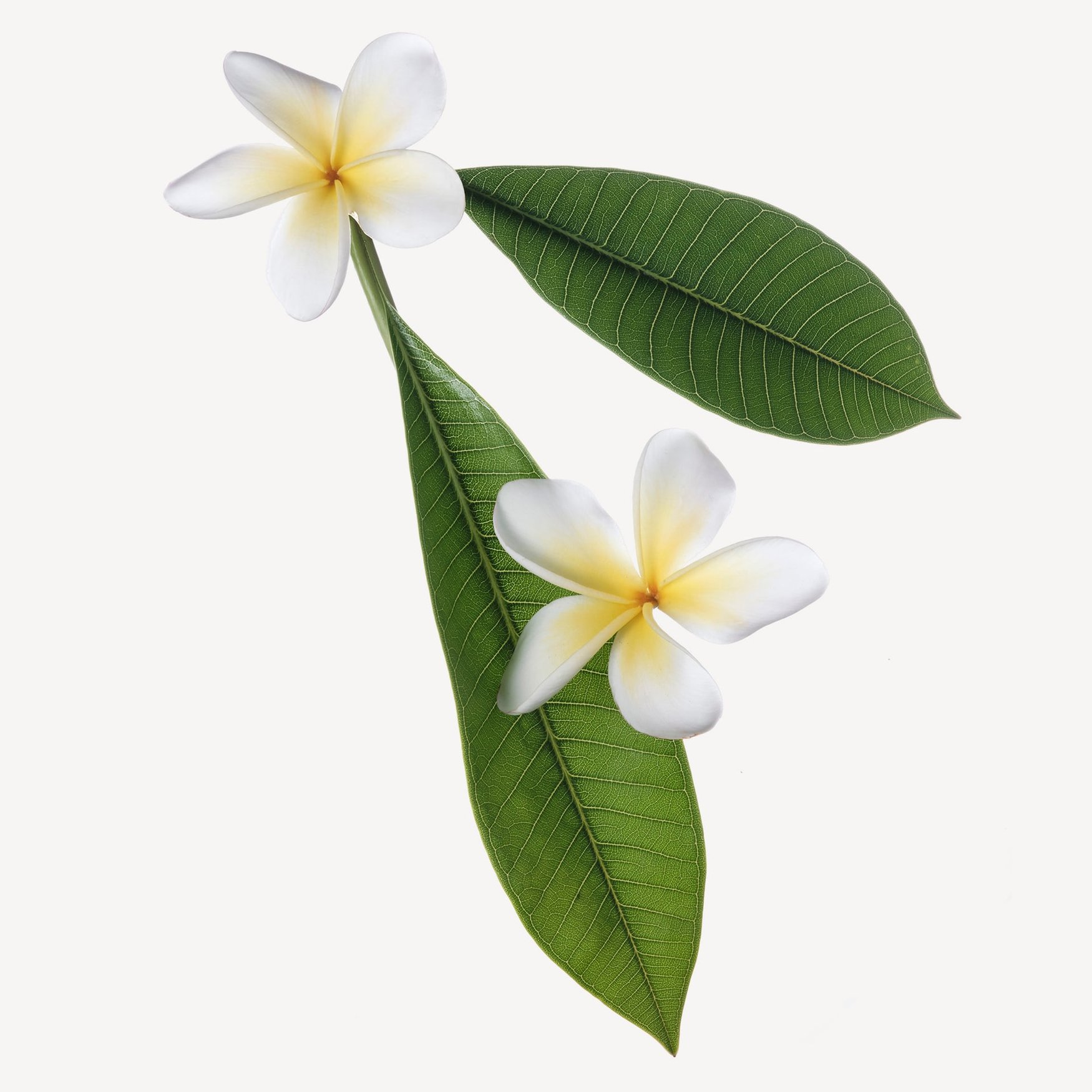 Франжипани