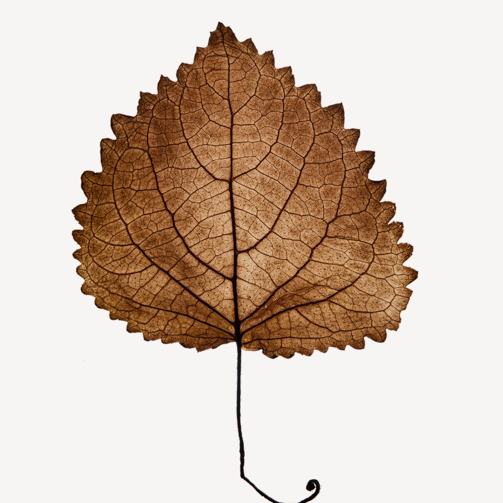 Клирвуд (нота пачули)