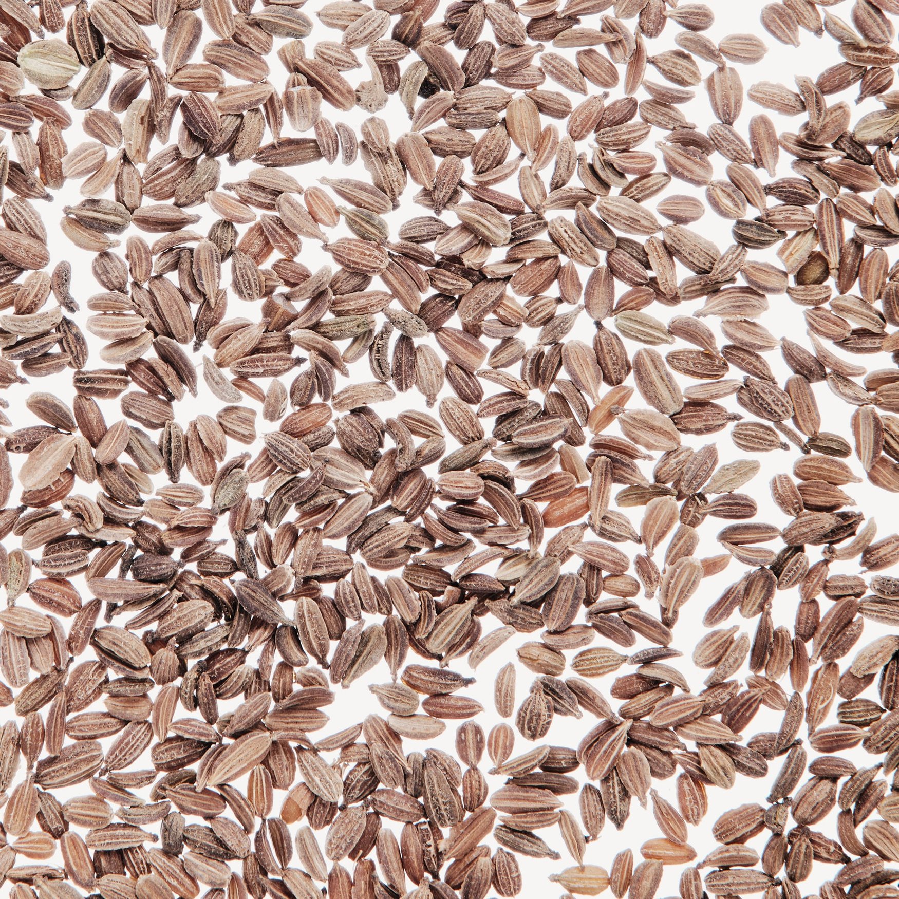 Семена моркови