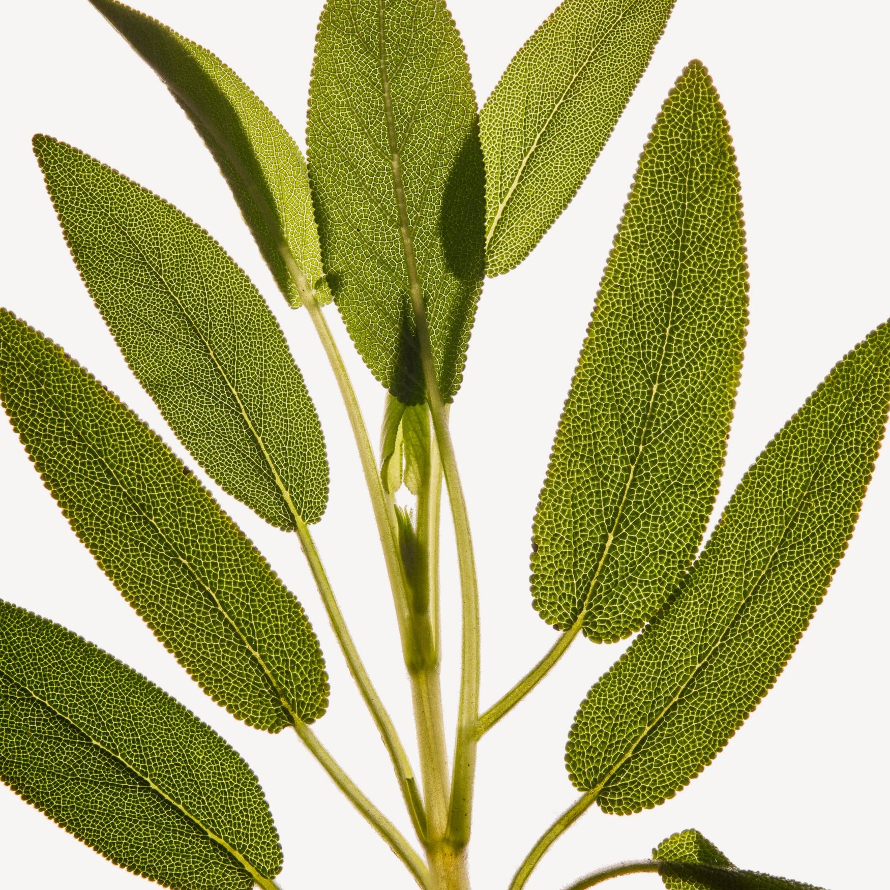 Шалфей мускатный