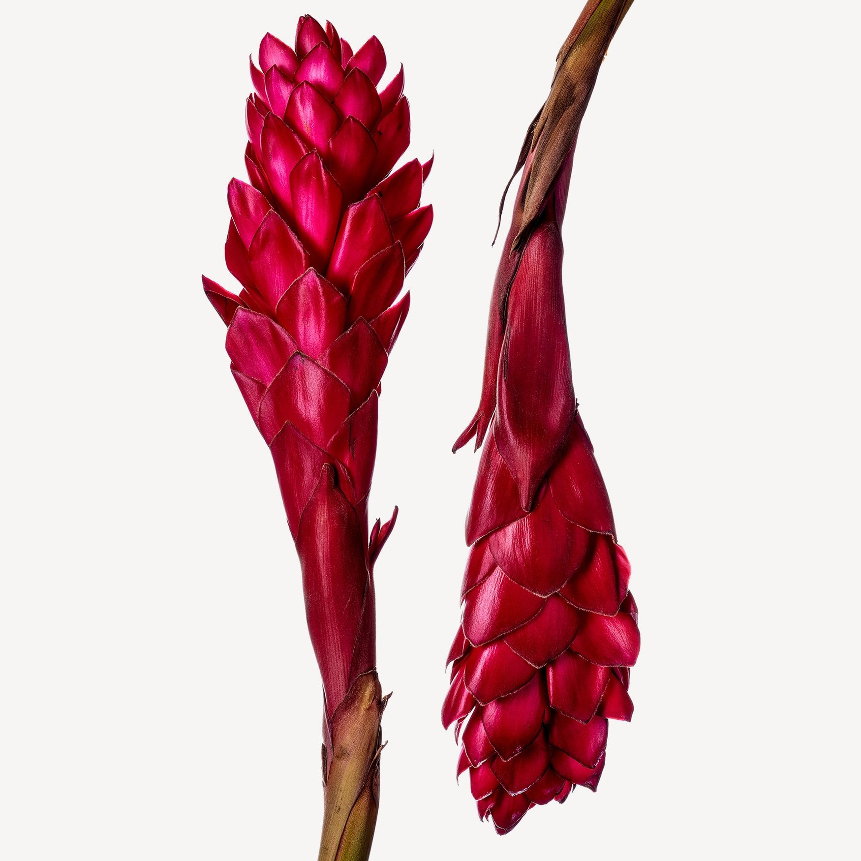 Цветок имбиря