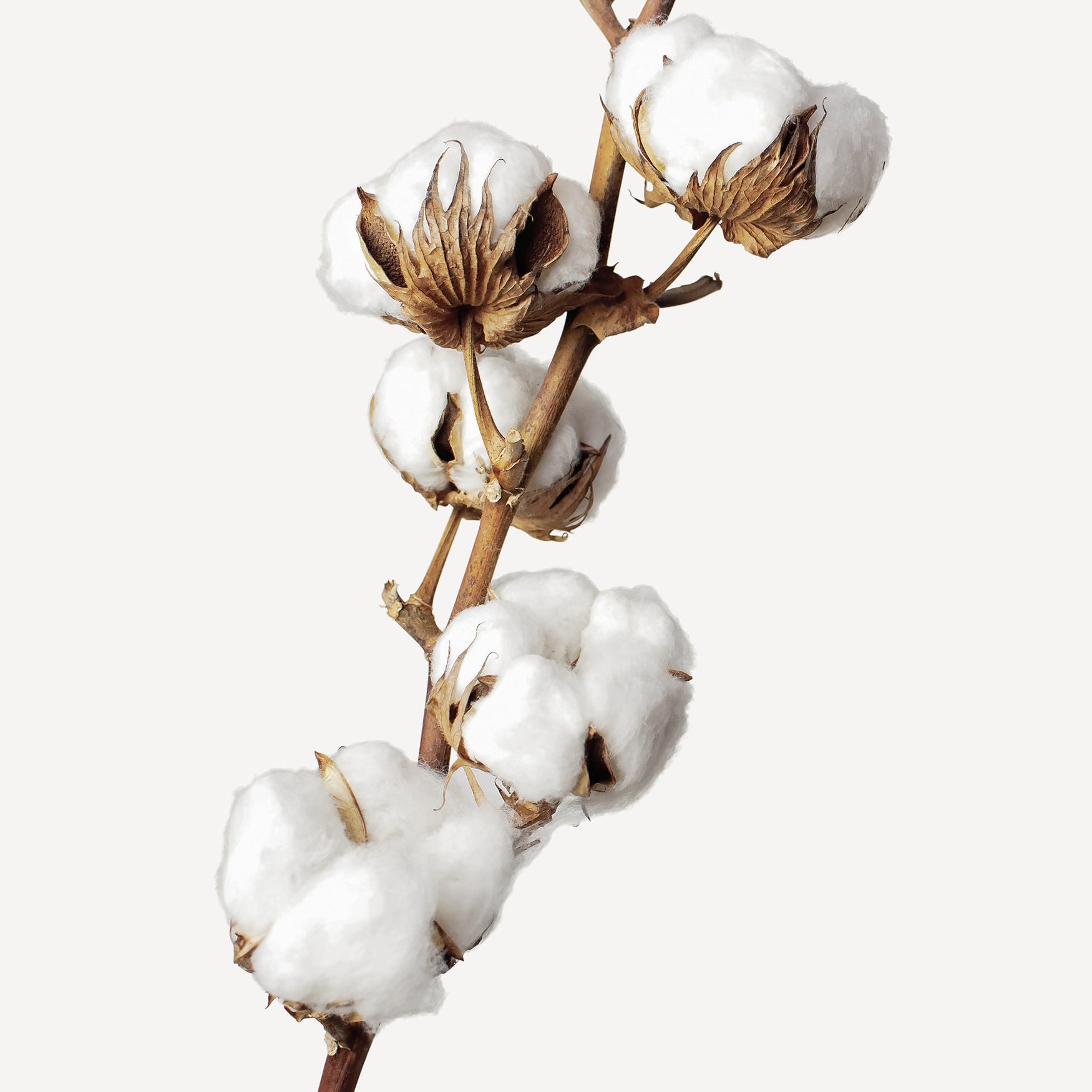 Цветок хлопка