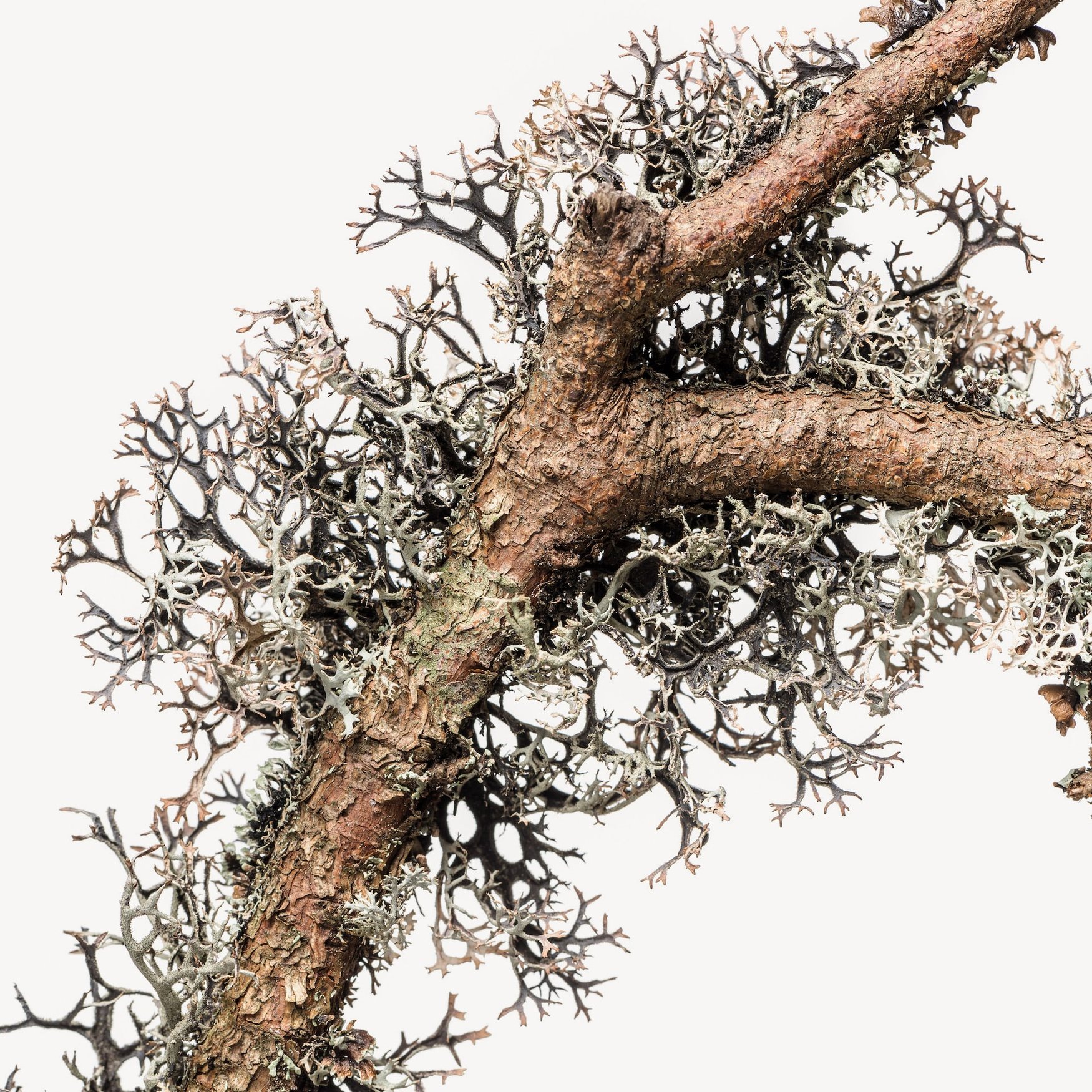 Дубовый мох