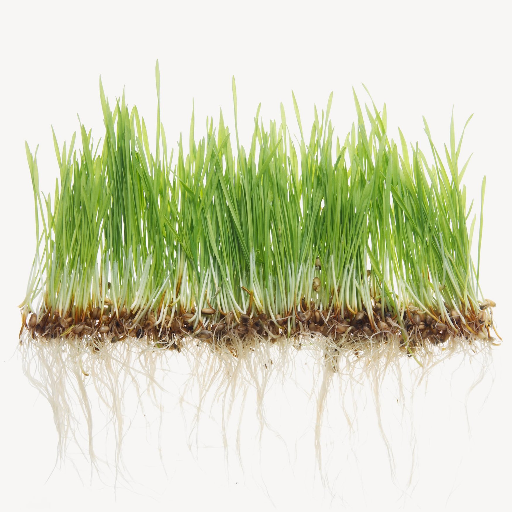 Свежескошенная трава