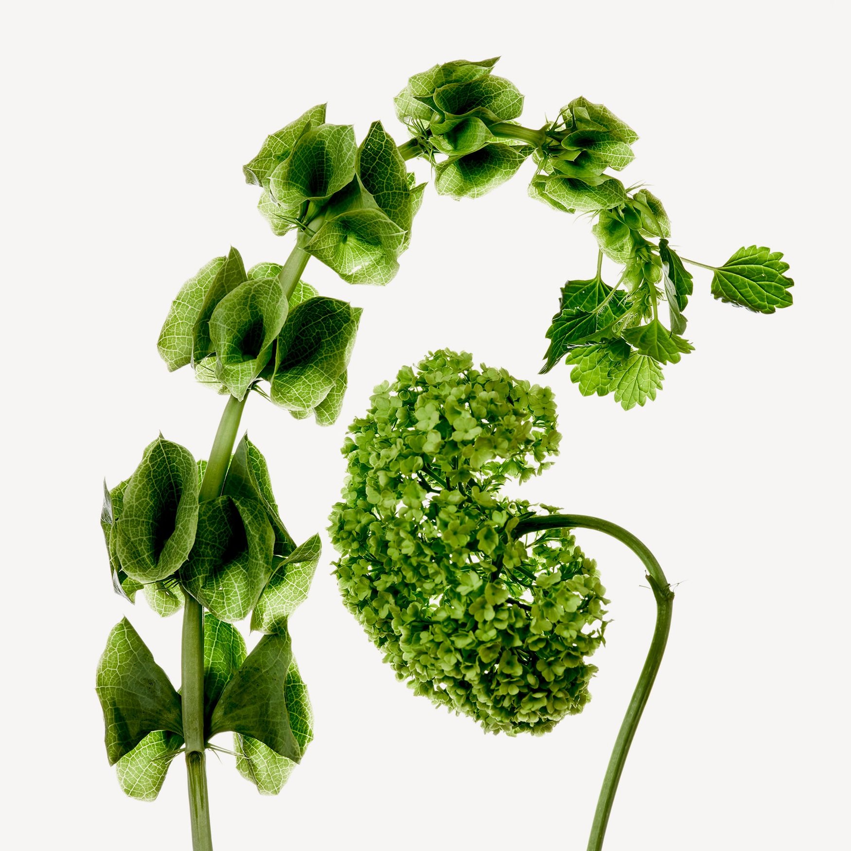 Стебли цветов