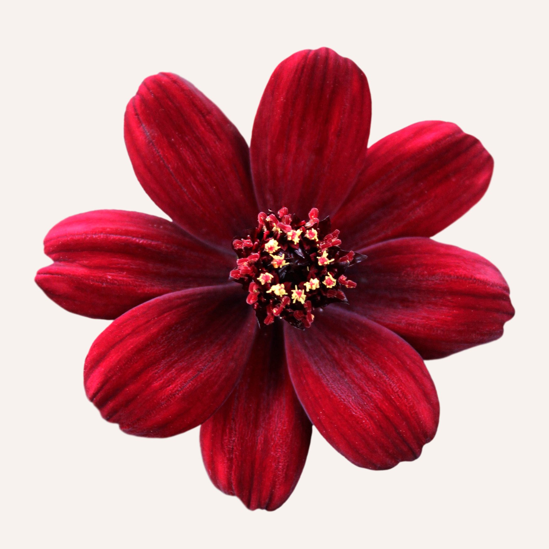 Шоколадный цветок