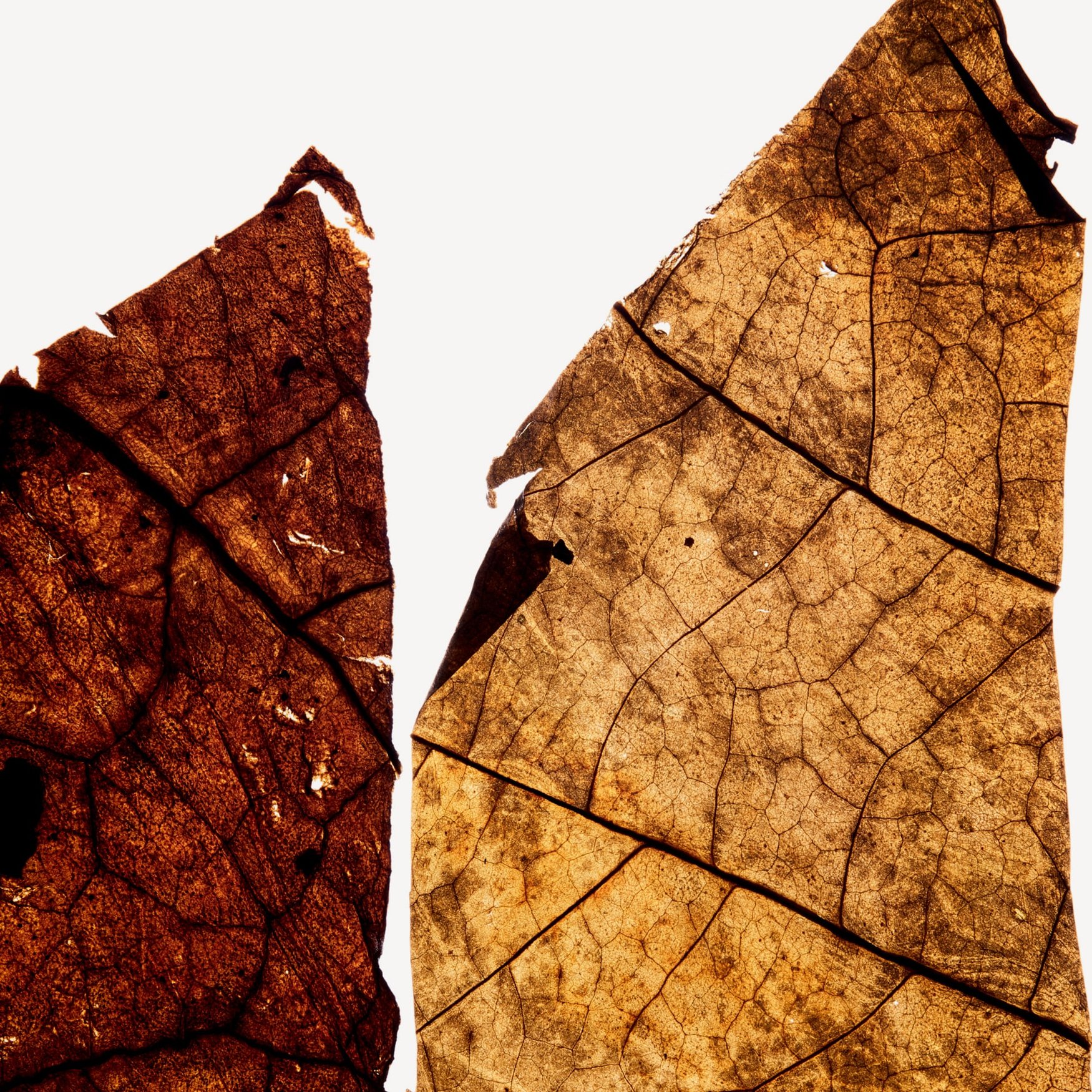 Табачный лист