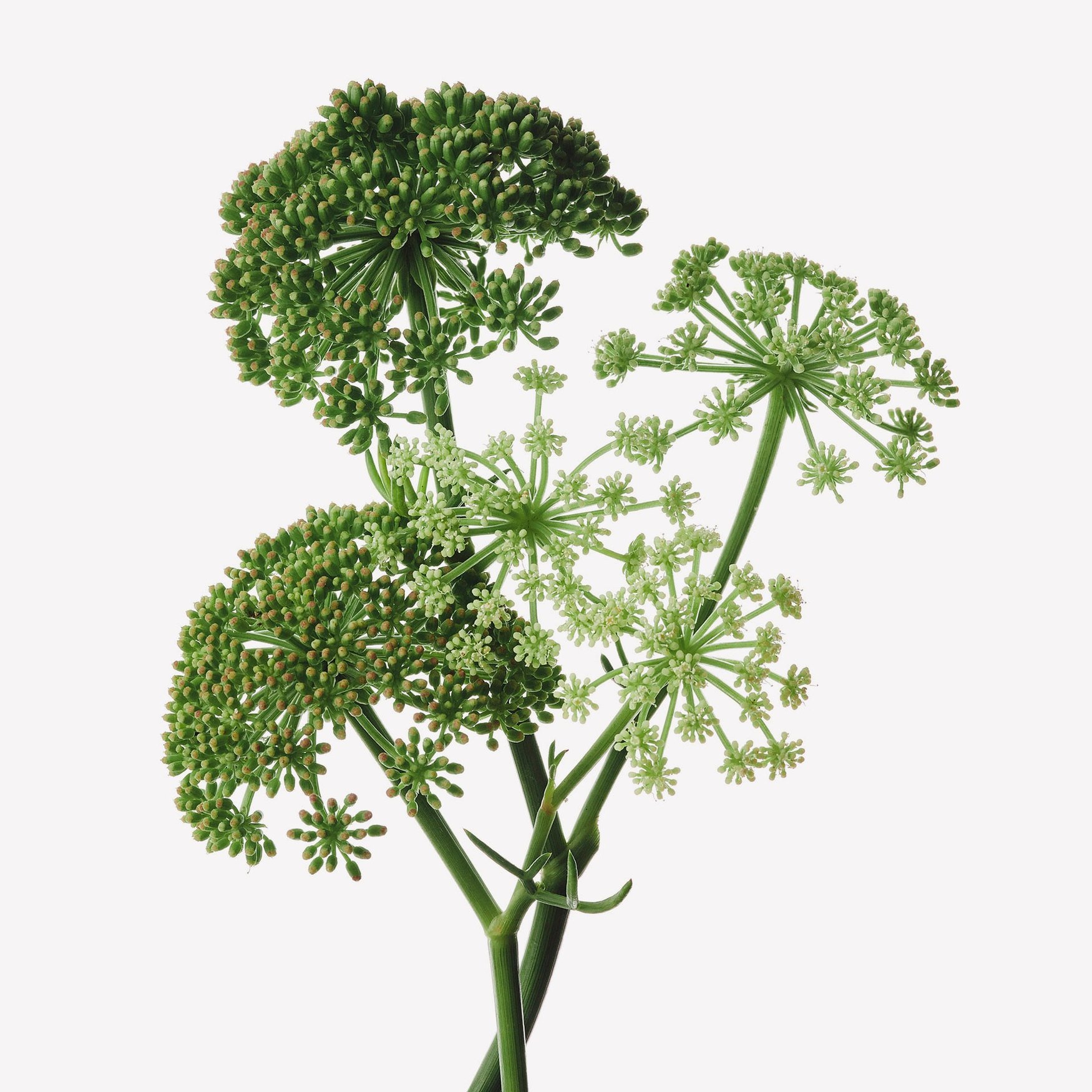 Фенхель морской