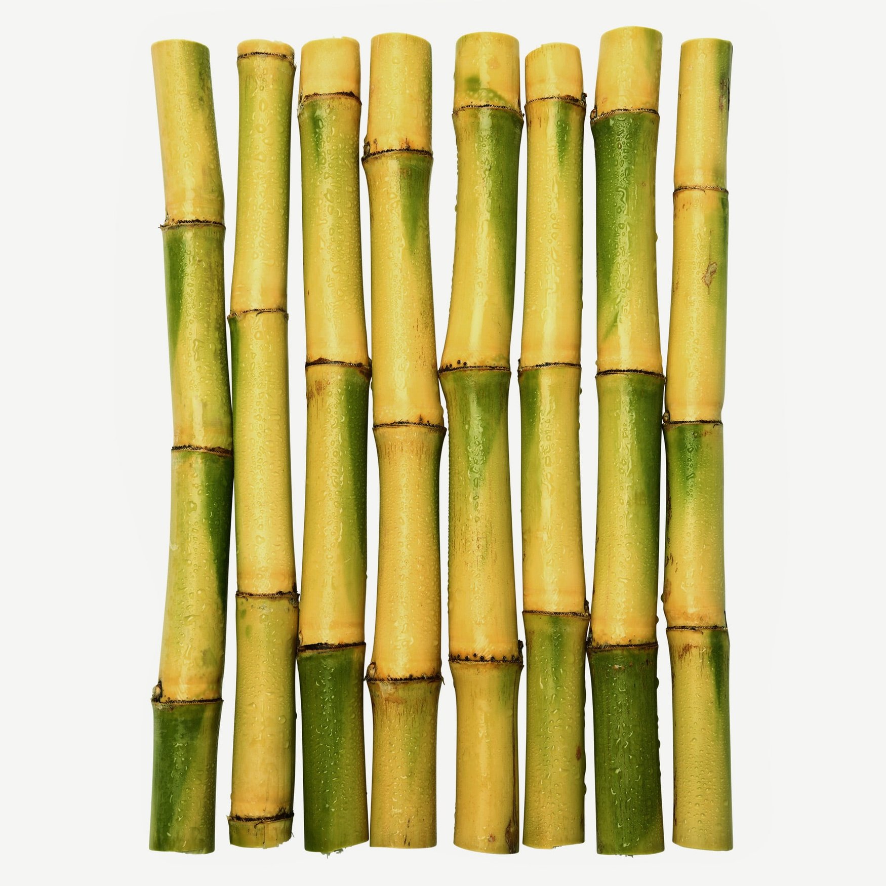 Сахарный тростник