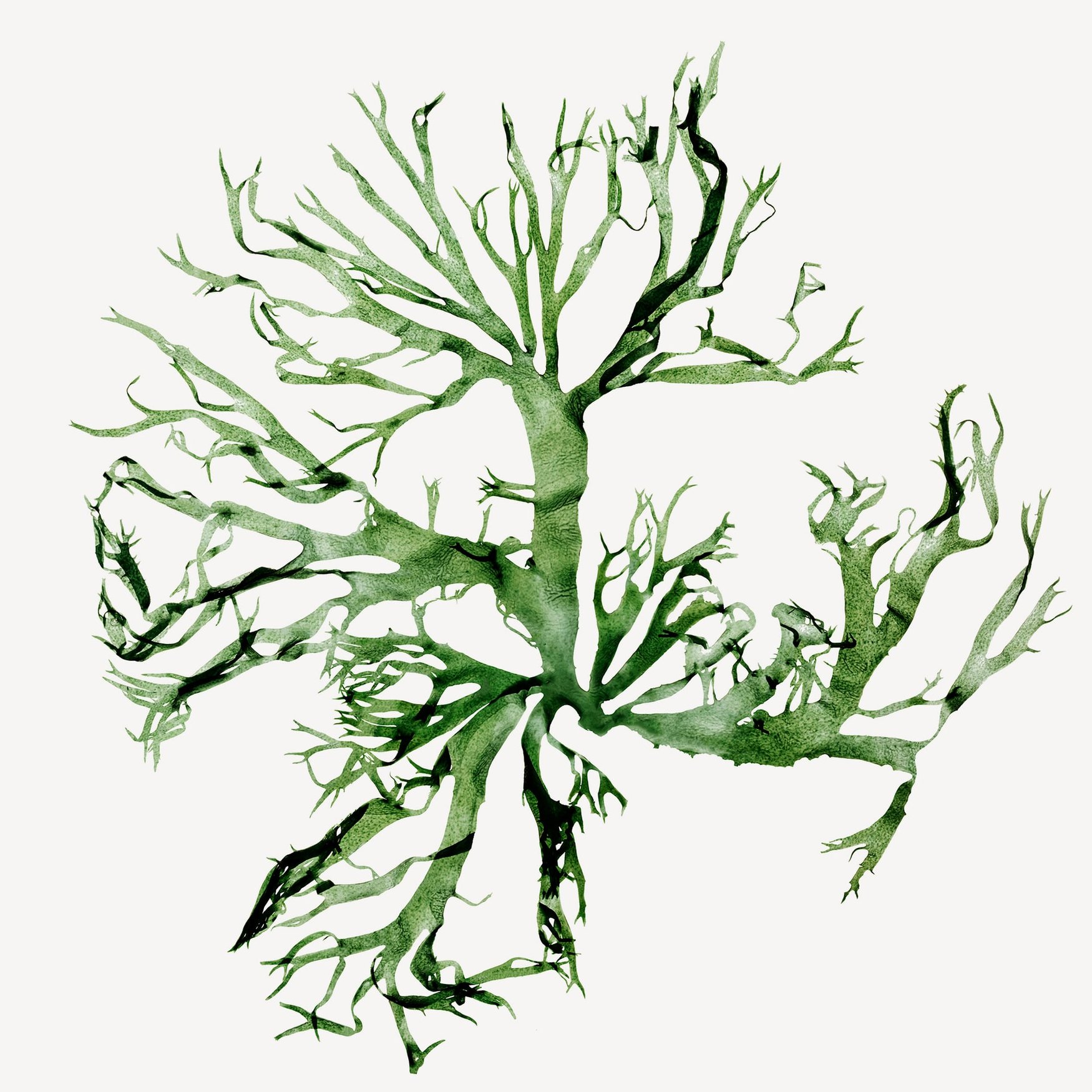 Морские водоросли