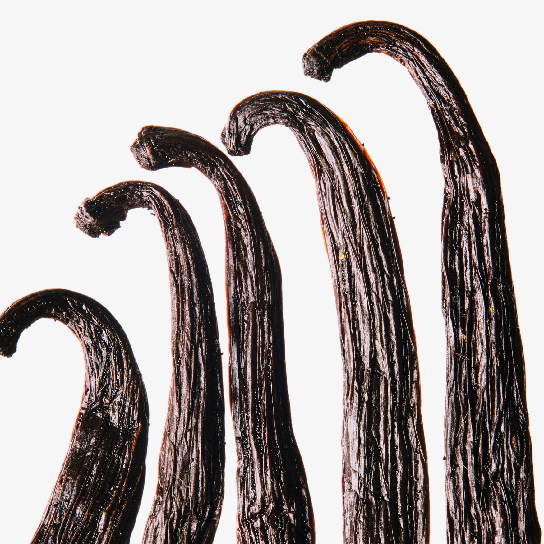 Ваниль мадагаскарская