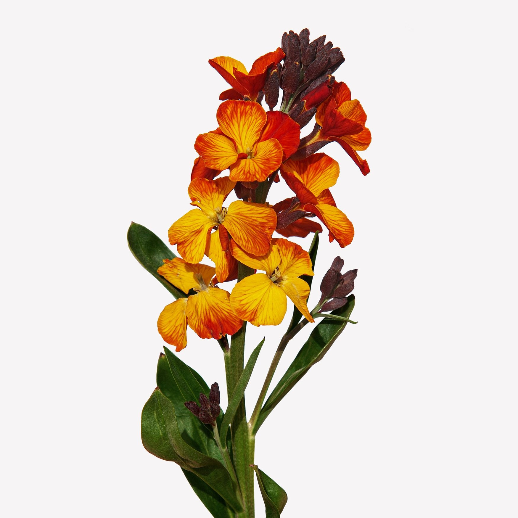 Желтофиоль