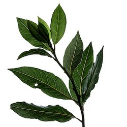 Лист гвоздики