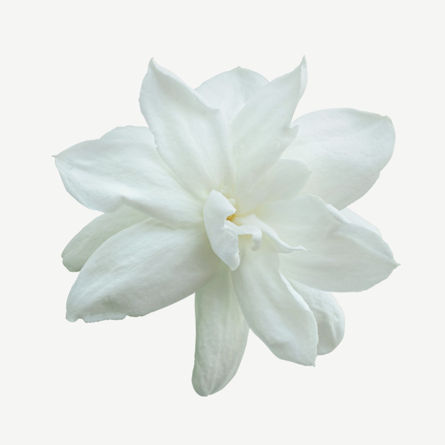 Цветок сампагиты