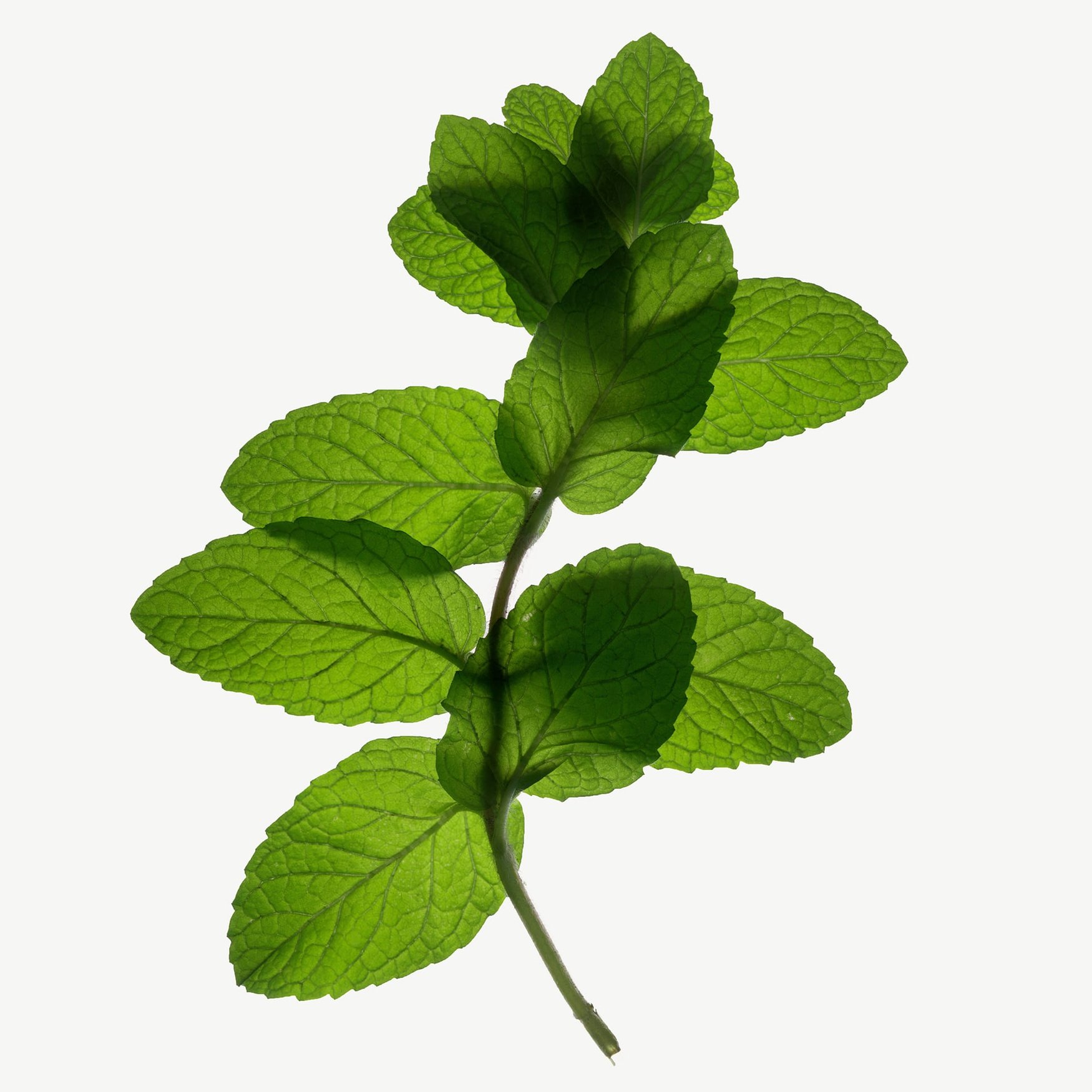 Мята колосистая