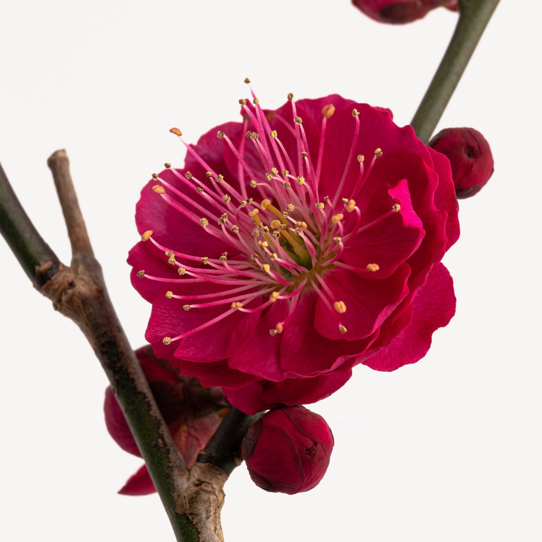 Цветок сливы