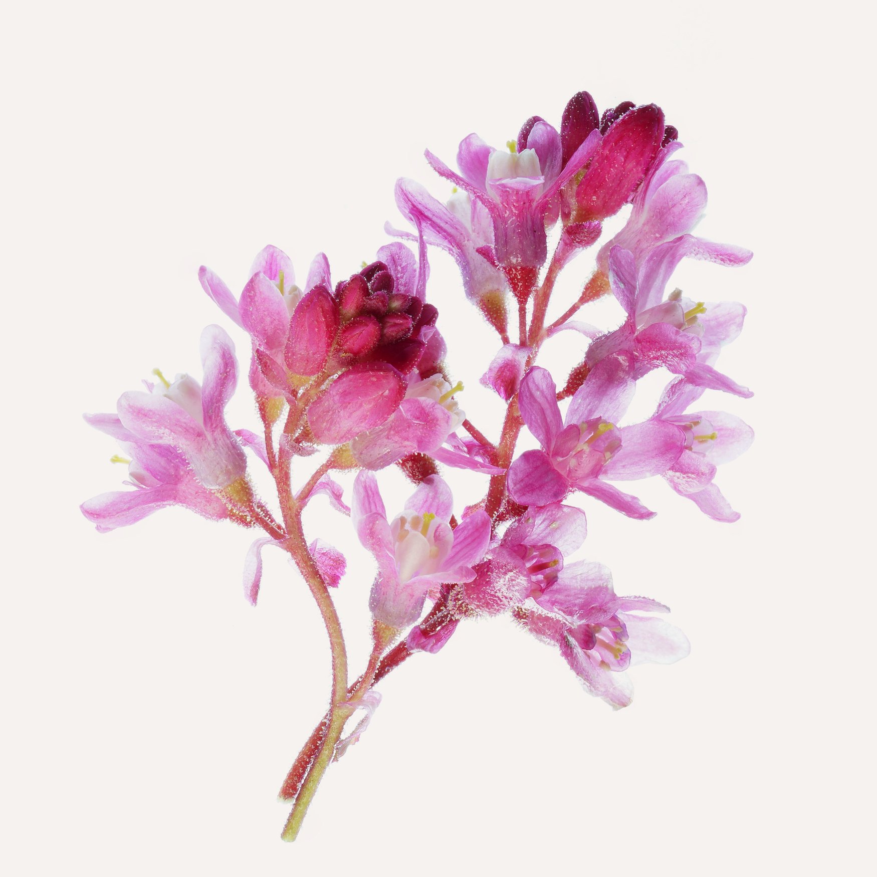 Цветы чёрной смородины