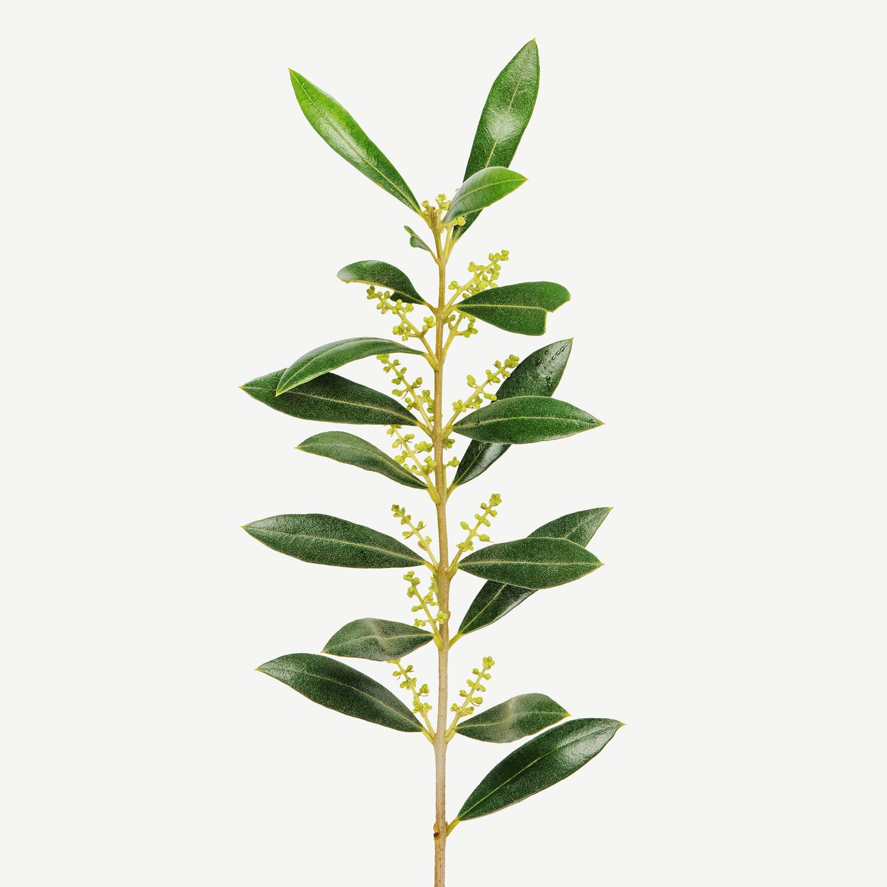 Цветы оливы